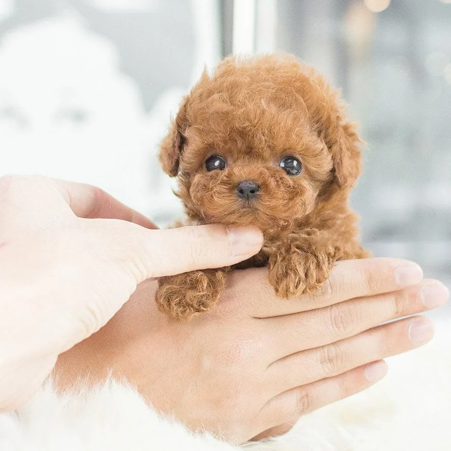 Nicco Robot Puppy reviews user Ava